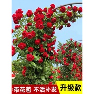 Climbing Vines Rose Flower Seedlings Large Flowers Fragrant Wall Climbing Vines Plant Garden Balcony