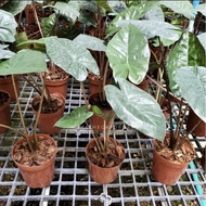 อโลคาเซีย ยูคาตัน ปริ้นเซส Alocasia Yucatan princess