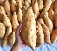 ubi Cilembu 1kg // ubi Cilembu madu