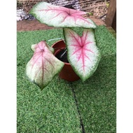 Caladium White Queen