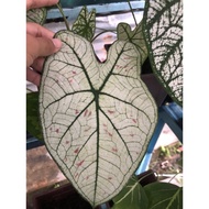 caladium/keladi/albino/askar/strawberry/tembikai