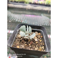 In-stock现货Succulent 多肉植物Kalanchoe rhombopilosa var. argentea白灵芝/碧灵芝