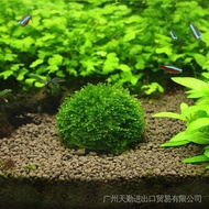 aquascape moss ball casing filter java,weeping, flame moss
