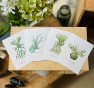 鹿角蕨 簡單清新明信片 (立葉.皇冠.雅猴.何其美) 一組4張