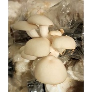 Fresh Oyster Mushroom (Cendawan) - Langkawi Only