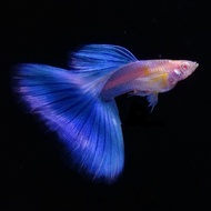 Albino Sky Blue Topaz Guppy Live Fish