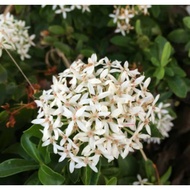 Pokok Bunga Ixora Putih