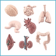 Human Body Organ Model for Kids 8pcs PVC Organ Structure Model 3D Toys 3D Human Body Organ Model for