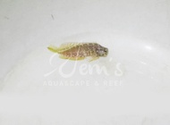 Jabing Glodok (Sailfin Blenny)
