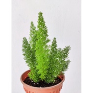 Asparagus Fern (Real Live Plant)