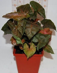 Tanaman Hias Syngonium Maria - Syngonium Maria