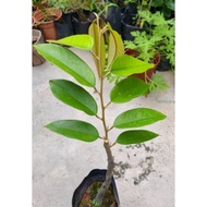Durian Duri Hitam. D 200 (Ochee)
