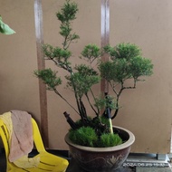 pokok cucur atap  base bonsai