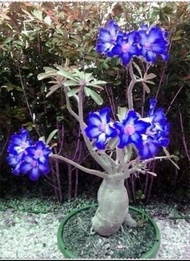 bibit bunga  adenium bonsai blue