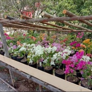 Pilih bibit tanaman hias bunga bougenville 2 - 3 warna batang besar