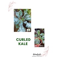 Tuscano Kale/Dwarf Curled Kale/Red Russian Kale/Siberian Kale 150  Seeds Organic Non GMO Ship in 1-2