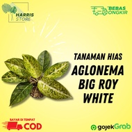 Tanaman Hias Indoor Aglonema Big Roy White / Aglonema Big Roy White