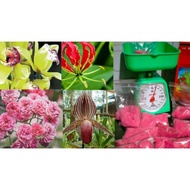 Foliar Fertilizer For Orchids, Plantita, Plantito, Rice , Vegetables