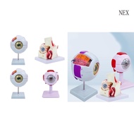 NEX 6X Eyeball Anatomy Model Removable Human Eye Anatomy Teaching Tool Human Organs Model Human Eyeb