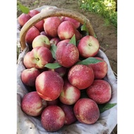 Xinjiang Sesame Oil Peach, Hard Crispy Sweet, Soft Juice. 2kg Pack, Plus Negative 2 taels, 78 Yuan, 