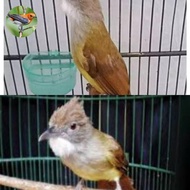 cucak jenggot jawa