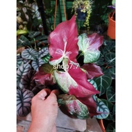 Caladium Keladi Hiasan Thai Hybrid Shycool