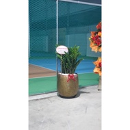 Money tree in cement pot (54x31x46cm)