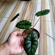tanaman alocasia dragon scaletengkorakpohon alocasia dragon scal..