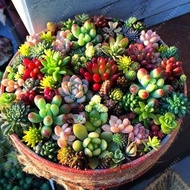 LOCAL READY STOCK-100pcs/bag Mixed Lithops Seeds Succulent Plant Live Rare Succulent Seeds Ass Flower Seeds Pseudotruncatella Living Stone Bonsai Mini Garden Plant Flower Seeds Vegetable Live Plants Air Plant Seed Benih Tree Pokok Bunga