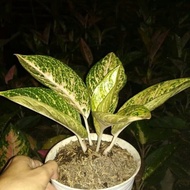 Aglonema white Tiara Aglaonema Putih Tiara - ABR Murah