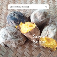 ubi cilembu matang per kg sayur segar palembang