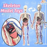 3D Human Body Anatomy Models Science Toys Teaching Tools Kids Toys Skeleton Model Toys Kids Gift Ana
