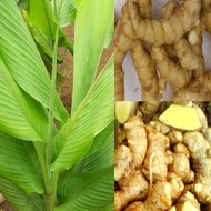 ANOR - Curcuma Mangga Sapling / Anak Pokok Temu Mangga/Temu Pauh ( Pokok Herba )