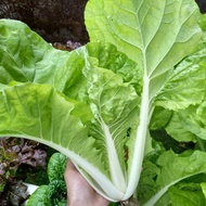 SAWI SAMHONG KING KERITING 50 biji bibit seed seeds Benih Sawi Samhong King Keriting F1 Hibrida Sayu