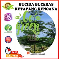 BUCIDA BUCERAS SEEDS BIJI BENIH POKOK BUCIDA (KETAPANG KENCANA ATAU POKOK DOA)