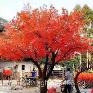 Large Red Maple Tree Decoration for Hotels, Floor-standing Artificial Tree, Large Artificial Tree, F