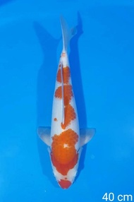 Ikan Koi Kohaku Import Jepang Sertifikat Hoshikin Code 29 Barirah43