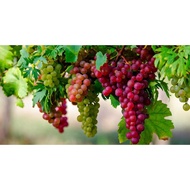 anak pokok hidup anggur merah hybrid live plant