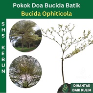 Pokok Doa Bucida Putih Bucida Batik Outdoor Plant Pokok Hidup Outdoor SHS Kebun