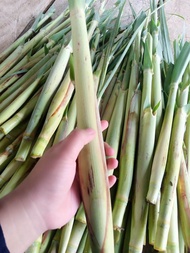 sayur terubuk telor tebu terubus endog tebu