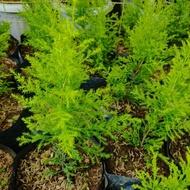 lemon lime cypress tree