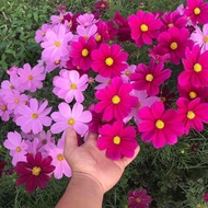 5 ounces of multicolored butterfly chrysanthemum seeds