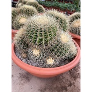 Cactus Golden Barrel Multi-Head real live plant free organic fertiliser 0.5kg free organic premium s