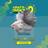 ikan cupang halfmoon white platinum dumbo ear (sesuai gambar)