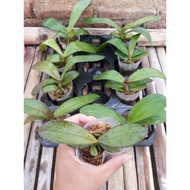 Anggrek Bulan Phalaenopsis Hybrid Remaja