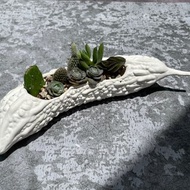 食肉計畫-no.2苦瓜 多肉植物盆栽