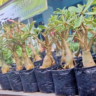 bahan bonsai bunga adenium percabangan aktif