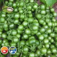LEUNCA LENCA MURAH SEGER PER 1KG OBAT TRADISIONAL HERBAL ALAMI