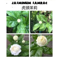 虎头茉莉花 Pokok Bunga Melur Susun Harum Wangi / Melur Rose / Jasminum Sambac Grand Duke Tuscany （small t