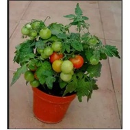Dwarf Tomato   Seeds